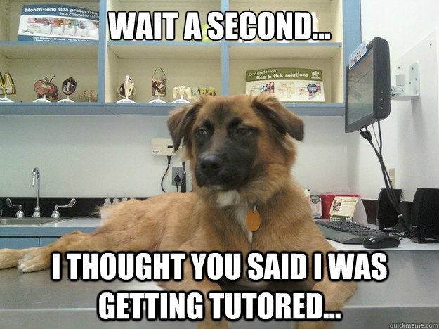 Wait a second... I thought you said I was getting tutored... - Wait a second... I thought you said I was getting tutored...  Suspicious Dog