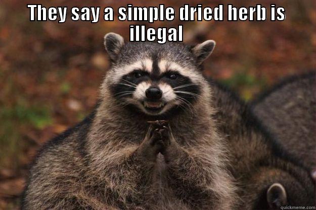 THEY SAY A SIMPLE DRIED HERB IS ILLEGAL  Evil Plotting Raccoon