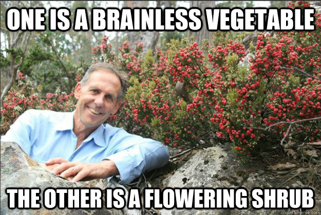 One is a brainless vegetable  the other is a flowering shrub  