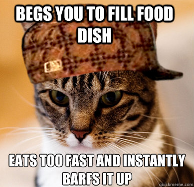 begs you to fill food dish eats too fast and instantly barfs it up - begs you to fill food dish eats too fast and instantly barfs it up  Scumbag Cat