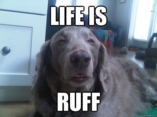 life is ruff - life is ruff  10 Dog