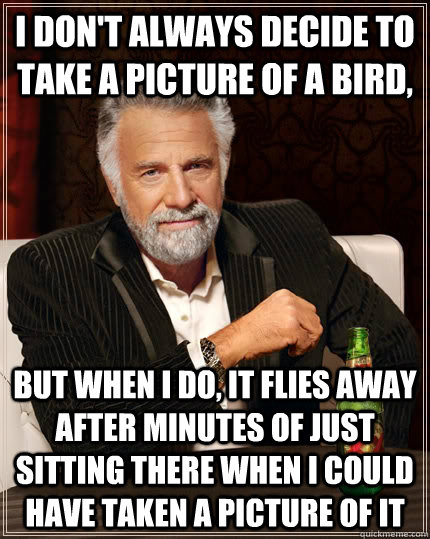 I don't always decide to take a picture of a bird, but when I do, it flies away after minutes of just sitting there when i could have taken a picture of it  The Most Interesting Man In The World