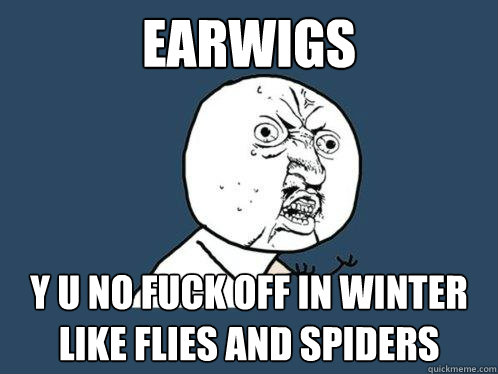 EARWIgs y u no fuck off in winter like flies and spiders - EARWIgs y u no fuck off in winter like flies and spiders  Y U No