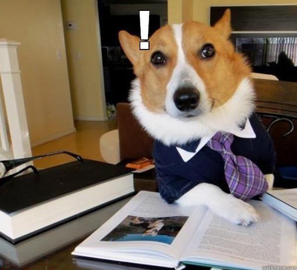 !  Lawyer Dog