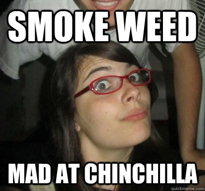 Smoke Weed mad at chinchilla  