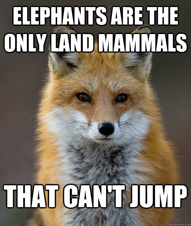 Elephants are the only land mammals that can't jump  Fun Fact Fox