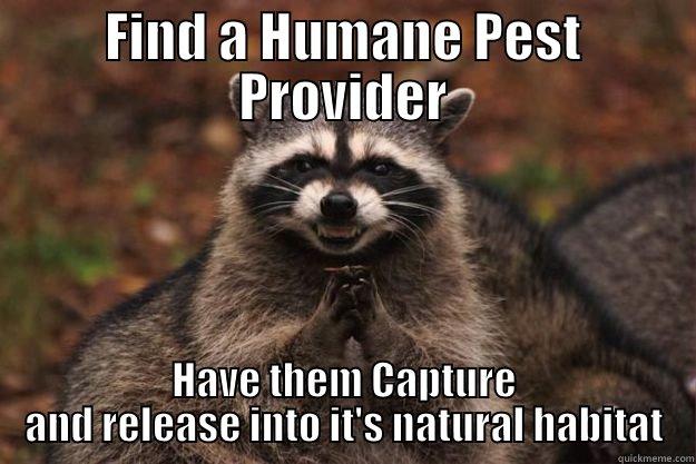 FIND A HUMANE PEST PROVIDER HAVE THEM CAPTURE AND RELEASE INTO IT'S NATURAL HABITAT Evil Plotting Raccoon