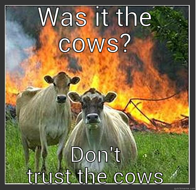 Was it the cows? - WAS IT THE COWS? DON'T TRUST THE COWS Evil cows