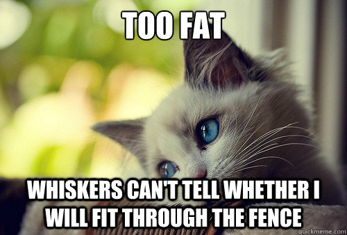 Too fat  Whiskers can't tell whether I will fit through the fence   First World Problems Cat