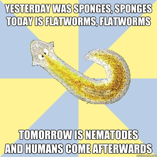 Yesterday was Sponges, Sponges
Today is Flatworms, Flatworms Tomorrow is Nematodes
And Humans come afterwards  Bio Major Planarian