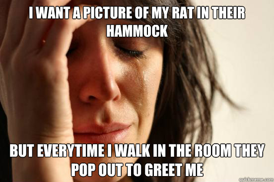 I want a picture of my rat in their hammock but everytime i walk in the room they pop out to greet me  First World Problems