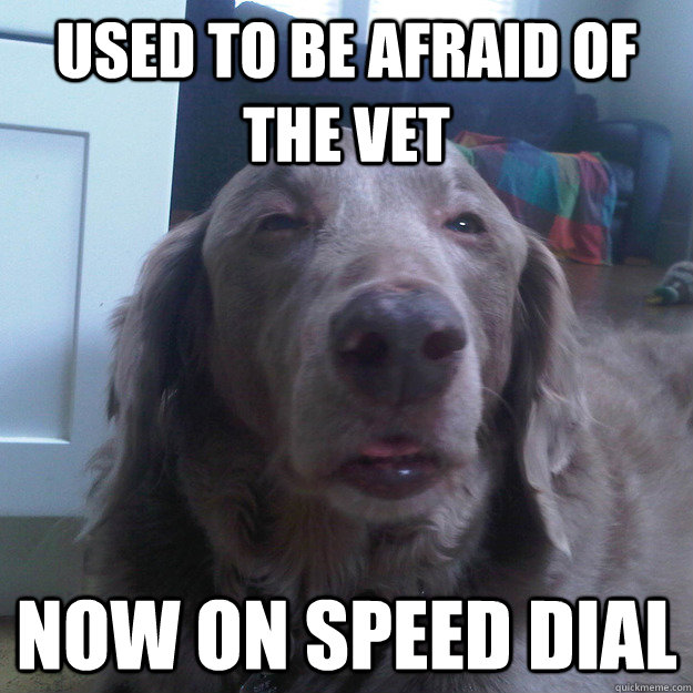 Used to be afraid of the vet Now on speed dial  