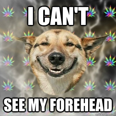 I can't see my forehead  Stoner Dog