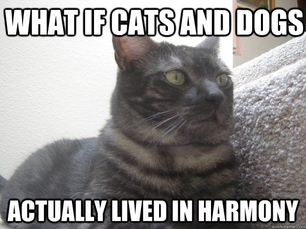 What if cats and dogs Actually lived in harmony - What if cats and dogs Actually lived in harmony  Wonder Cat