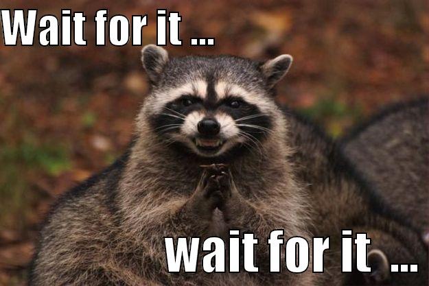 WAIT FOR IT ...                                             WAIT FOR IT  ... Evil Plotting Raccoon