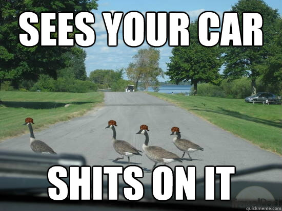 sees your car shits on it  Scumbag Geese