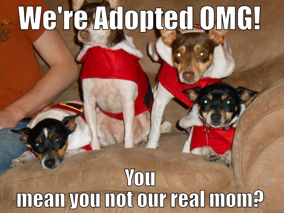 puppy love - WE'RE ADOPTED OMG! YOU MEAN YOU NOT OUR REAL MOM? Misc