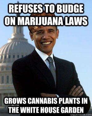 Refuses to budge on marijuana laws grows cannabis plants in the white house garden - Refuses to budge on marijuana laws grows cannabis plants in the white house garden  Scumbag Obama