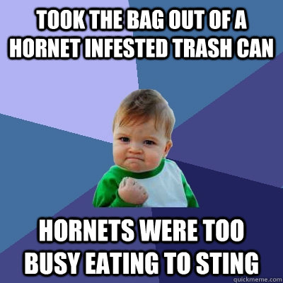 Took the bag out of a hornet infested trash can hornets were too busy eating to sting   Success Kid