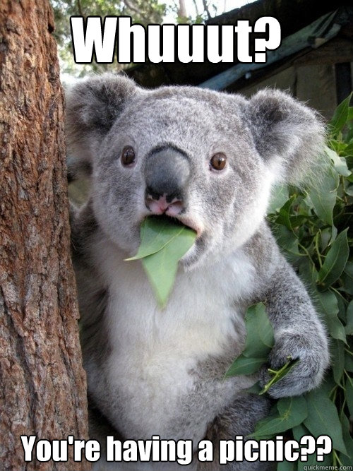 Whuuut? You're having a picnic?? - Whuuut? You're having a picnic??  Stoned Koala