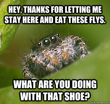 hey, thanks for letting me stay here and eat these flys. what are you doing with that shoe?  Misunderstood Spider