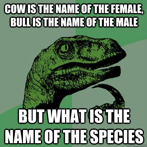 cow is the name of the female, bull is the name of the male But what is the name of the species   Philosoraptor