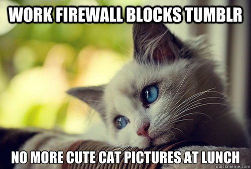 Work firewall blocks tumblr no more cute cat pictures at lunch  First World Problems Cat