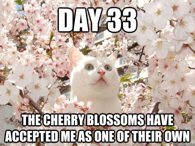 Day 33 The cherry blossoms have accepted me as one of their own - Day 33 The cherry blossoms have accepted me as one of their own  Infiltrating Cat