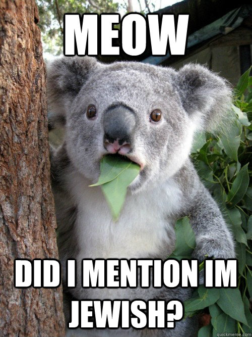 meow did i mention im jewish?  koala bear