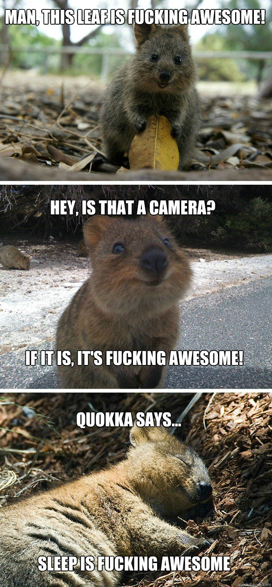 man, this leaf is fucking awesome! hey, is that a camera? if it is, it's fucking awesome! Quokka says... sleep is fucking awesome  awesome quokka