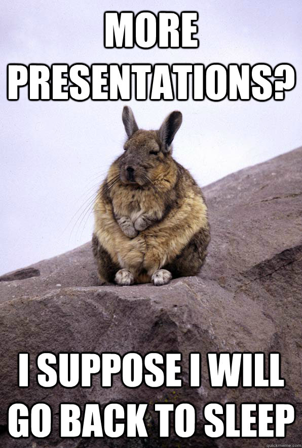 more presentations? i suppose i will go back to sleep  Wise Wondering Viscacha