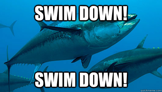 Swim down!  Swim down!  big tuna