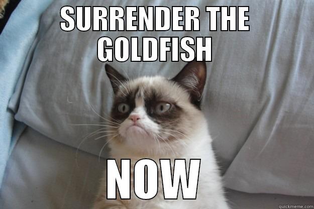 SURRENDER THE GOLDFISH NOW Grumpy Cat