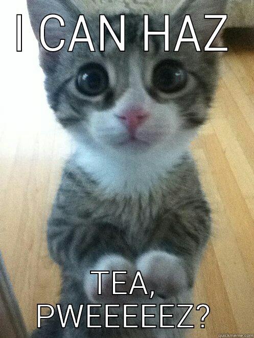 begging cat cute - I CAN HAZ TEA, PWEEEEEZ? First World Problems