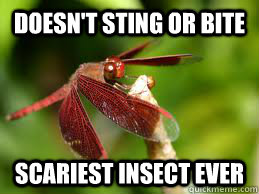 Doesn't sting or bite Scariest insect ever  