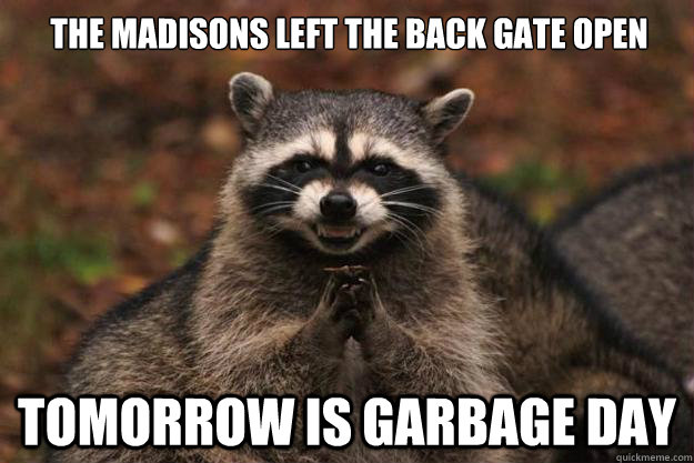 the madisons left the back gate open tomorrow is garbage day  Evil Plotting Raccoon