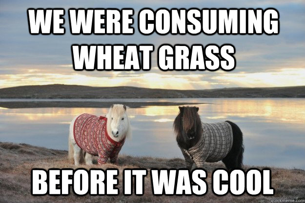 we were consuming wheat grass Before it was cool  Hipster Shetland Ponies