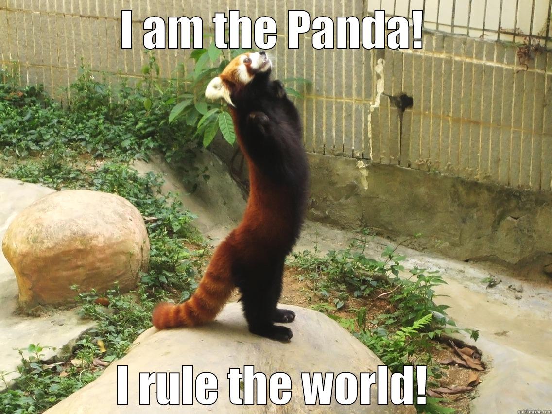 I'm am King! - I AM THE PANDA! I RULE THE WORLD! Misc