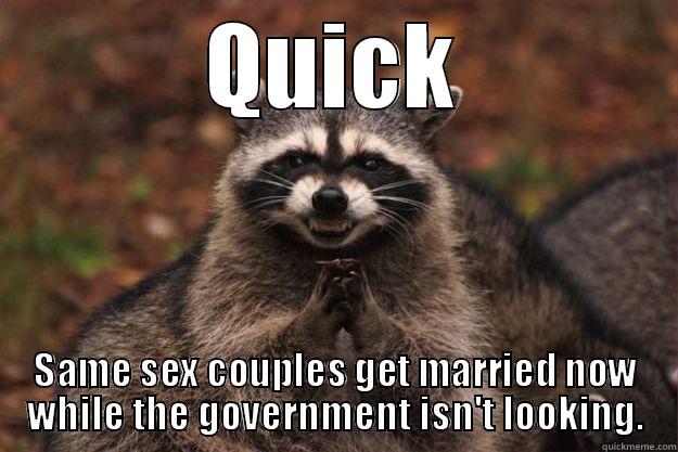 QUICK SAME SEX COUPLES GET MARRIED NOW WHILE THE GOVERNMENT ISN'T LOOKING. Evil Plotting Raccoon