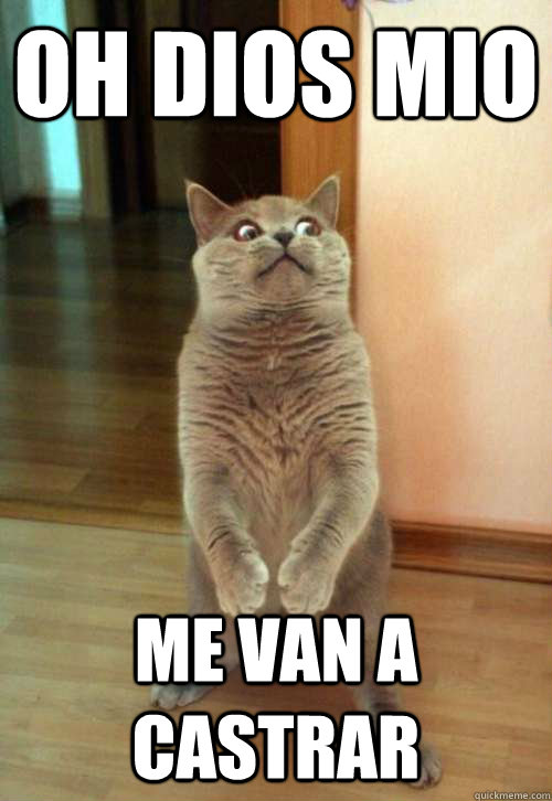 OH dios mio me van a castrar  Horrorcat