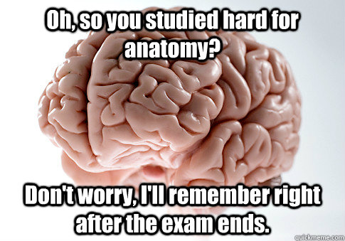 Oh, so you studied hard for anatomy? Don't worry, I'll remember right after the exam ends.  Scumbag Brain