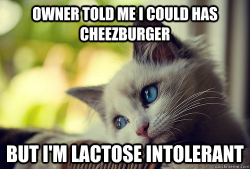 Owner told me i could has cheezburger but i'm lactose intolerant  First World Problems Cat