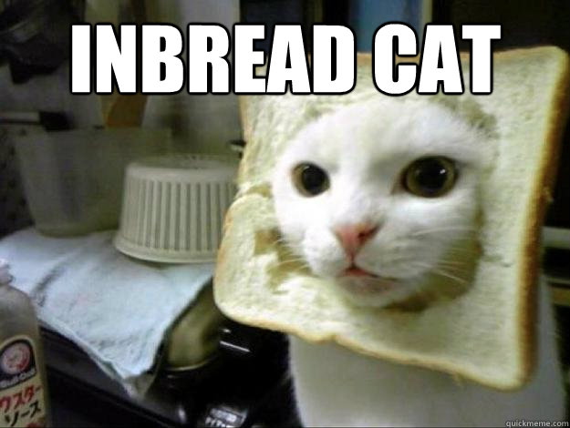 inbread cat   