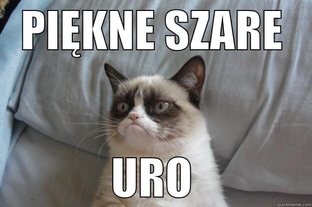 PIĘKNE SZARE URO Grumpy Cat