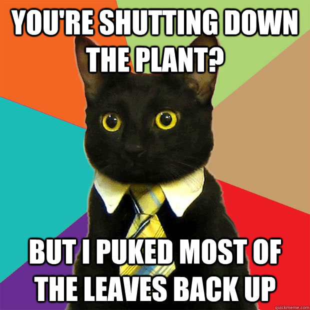 You're shutting down the plant? but i puked most of the leaves back up  Business Cat