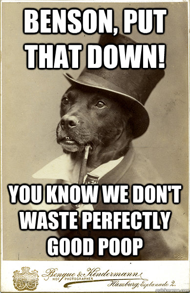 benson, put that down! You know we don't waste perfectly good poop - benson, put that down! You know we don't waste perfectly good poop  Old Money Dog