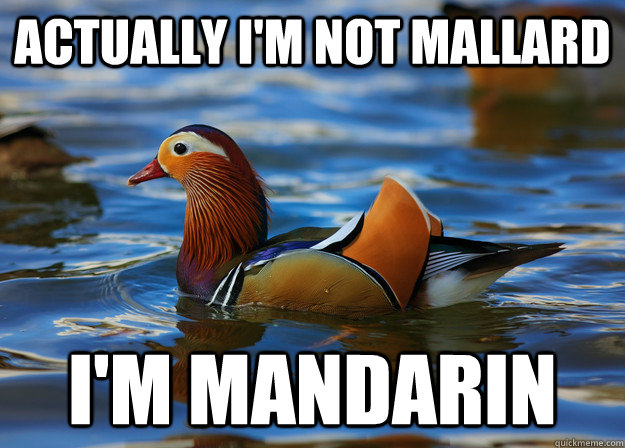 Actually i'm not mallard I'm mandarin   Fashion Advice Mallard