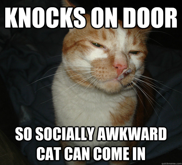 knocks on door so socially awkward cat can come in - knocks on door so socially awkward cat can come in  Good Guy Cat