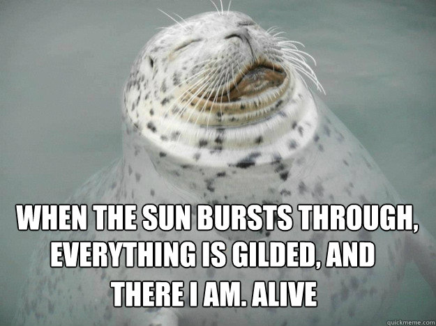 when the sun bursts through, everything is gilded, and there i am. Alive - when the sun bursts through, everything is gilded, and there i am. Alive  Zen Seal