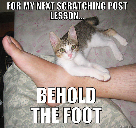 FOR MY NEXT SCRATCHING POST LESSON... BEHOLD THE FOOT Misc